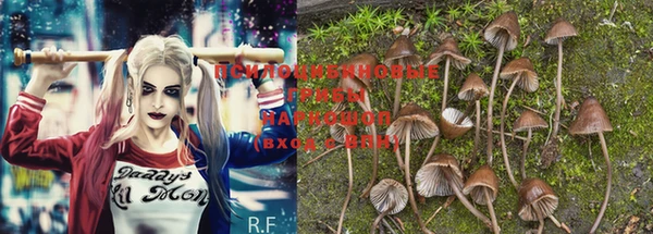 PSILOCYBIN Верея